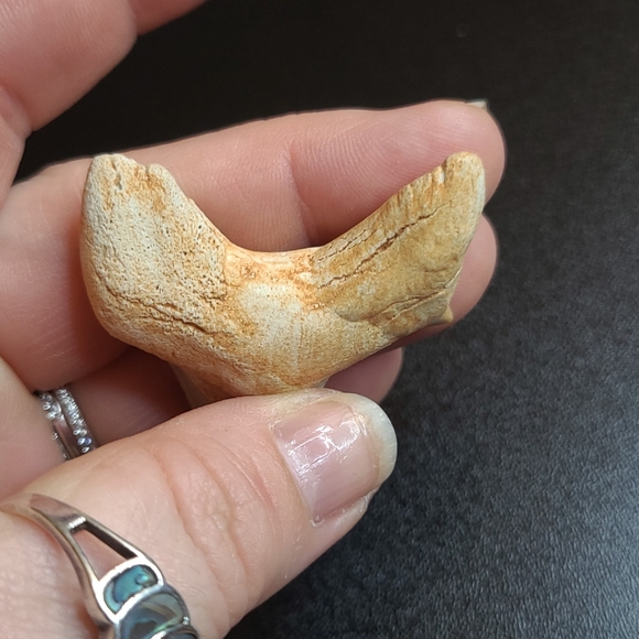 Fabulous fossilized sharks tooth - Picture 4 of 6